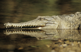Kakadu