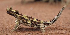 Kakadu